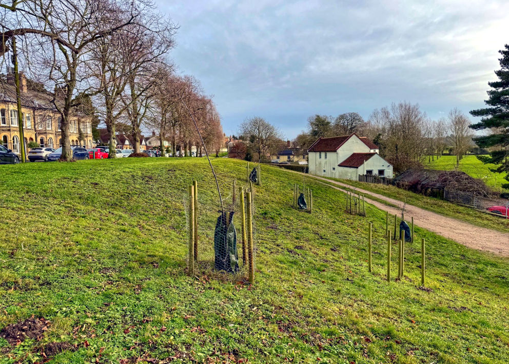 Orchard on the Drift